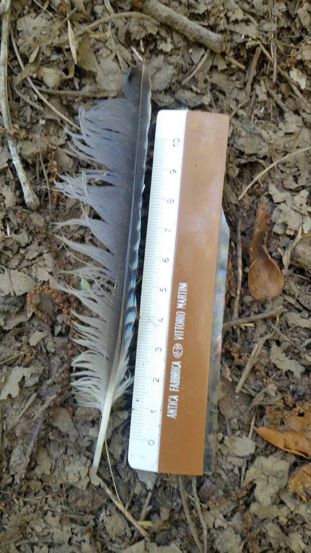 Penna di ghiandaia?  S� !